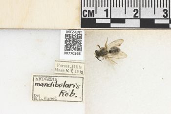 Media type: image;   Entomology 770363 Aspect: Labels